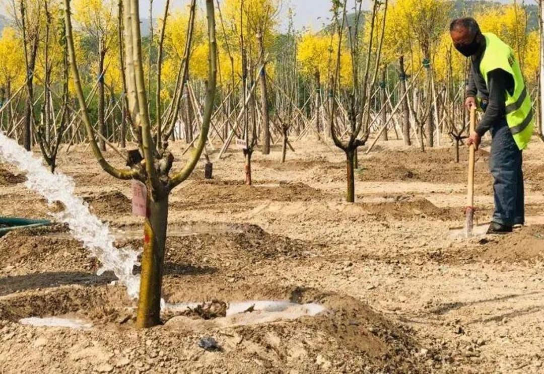 园林菲律宾网赌合法平台苗木移植浇定跟根水